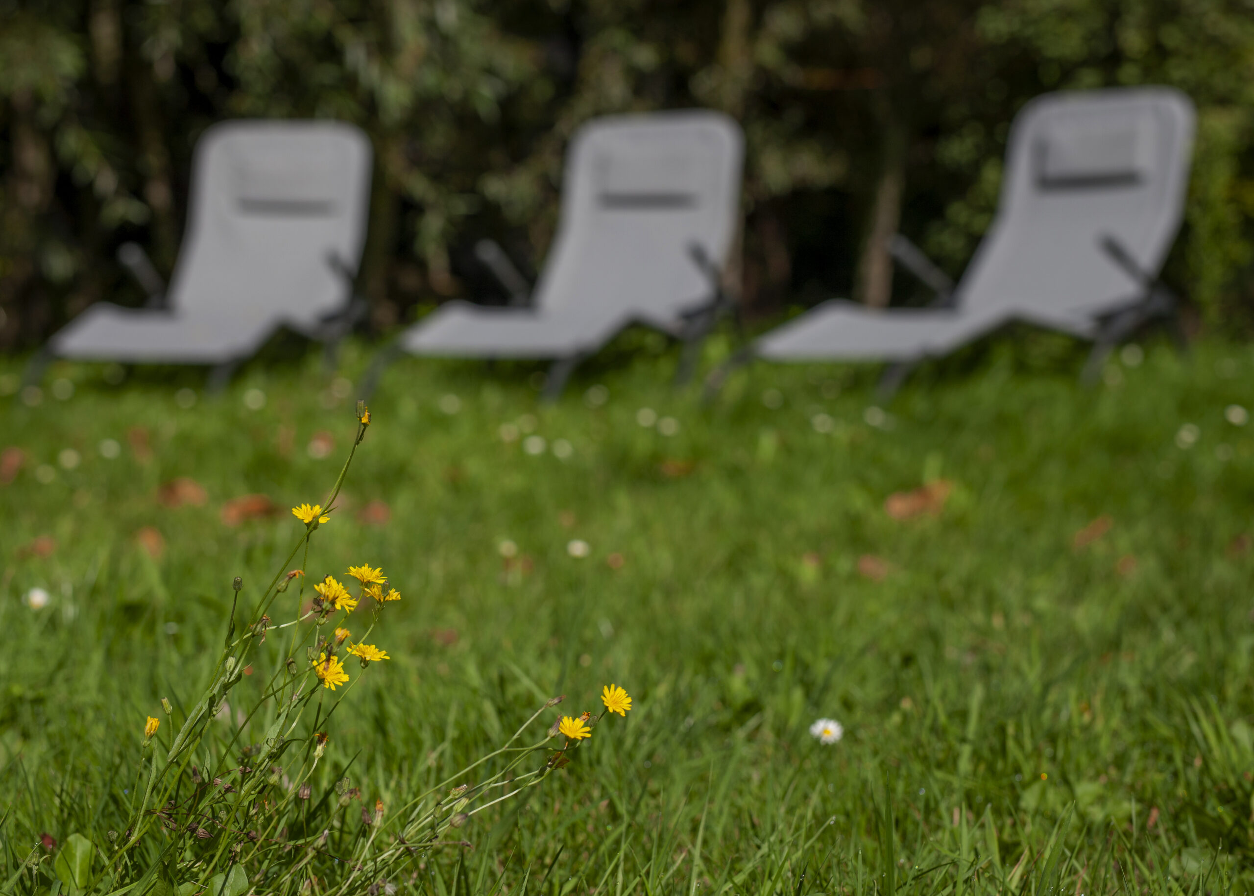 Bloemen in gras met ligstoelen op de achtergrond